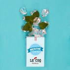 Menthe glaciale