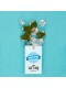 Menthe glaciale